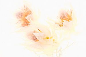 Protea in Eis 2