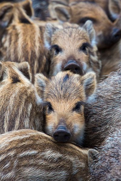 Nieuwsgierig by Wim Roebroek