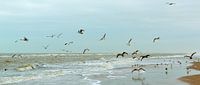 free as a bird, flying gulls at Dutch beach von Georges Hoeberechts Miniaturansicht