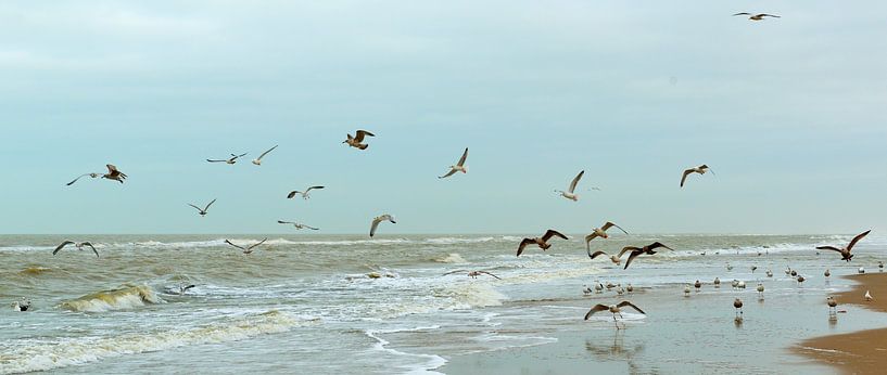 free as a bird, flying gulls at Dutch beach von Georges Hoeberechts