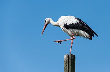 stork standing on wooden pole   sur ChrisWillemsen