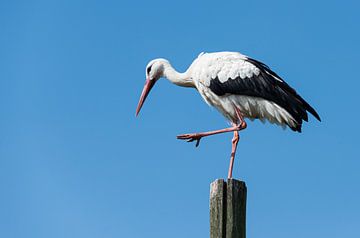 ooievaar staande op een paal