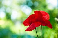 Red poppy flower with unsharp background