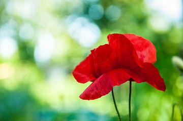 Roter Mohn mit verschwommenem Hintergrund von Thijs van Laarhoven