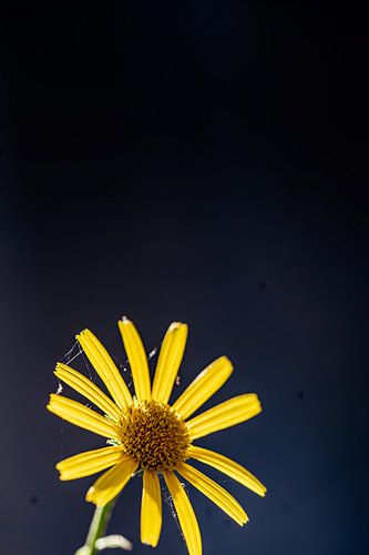 Fleur d'œil de bœuf