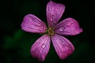 Kleine geranium von Lily Ploeg Miniaturansicht