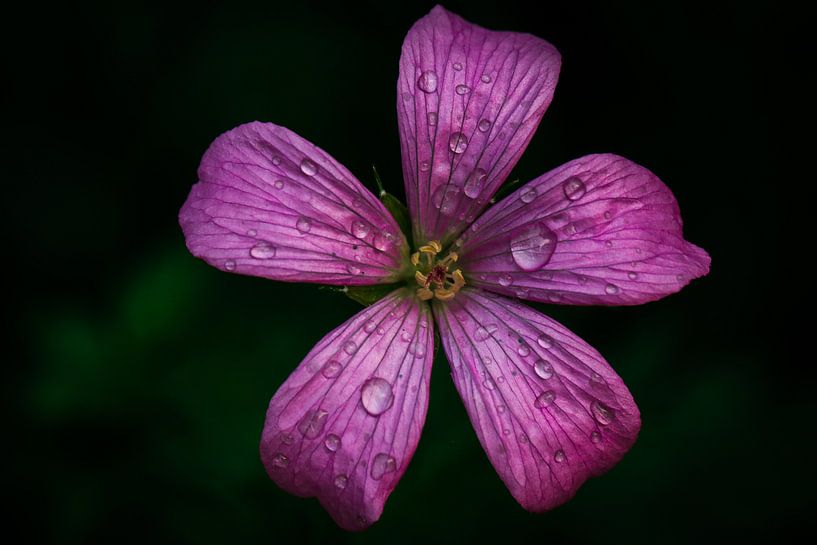 Kleine geranium von Lily Ploeg