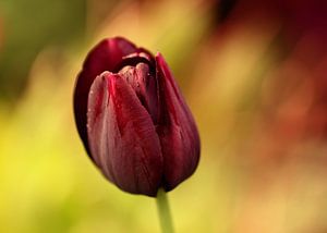 tulip von Yvonne Blokland