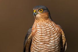 Épervier (Accipiter nisus) sur Beschermingswerk voor aan uw muur