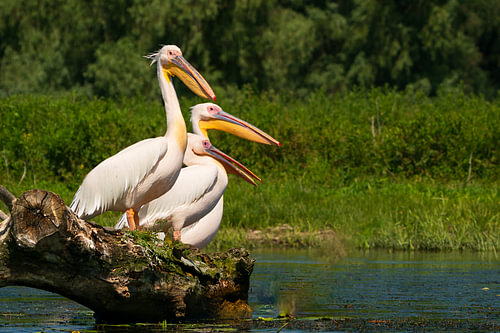Pelican Perch: The Three Graces