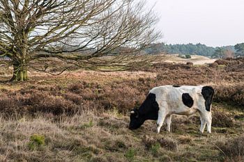 Wilde koe bij het Wekeromse zand.