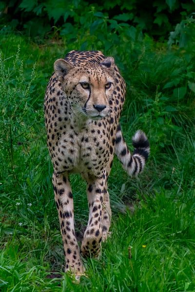 Leopard by Henk Wijnhout