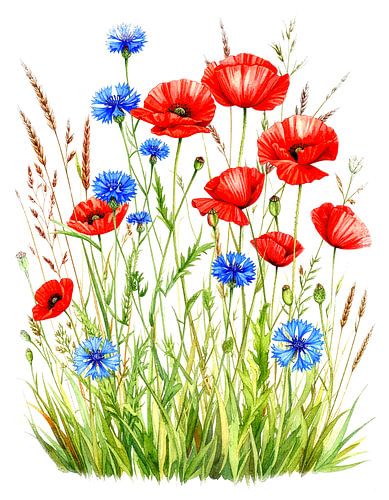 Entre les coquelicots rouges, les bleuets et les tiges (1 de 3) sur AidasignArt