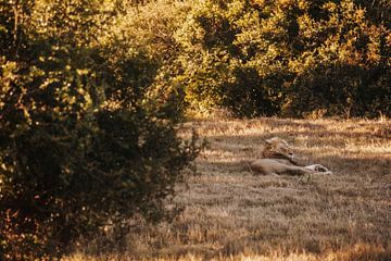 De Afrikaanse leeuw van The Big Five. van Floor Bogaerts