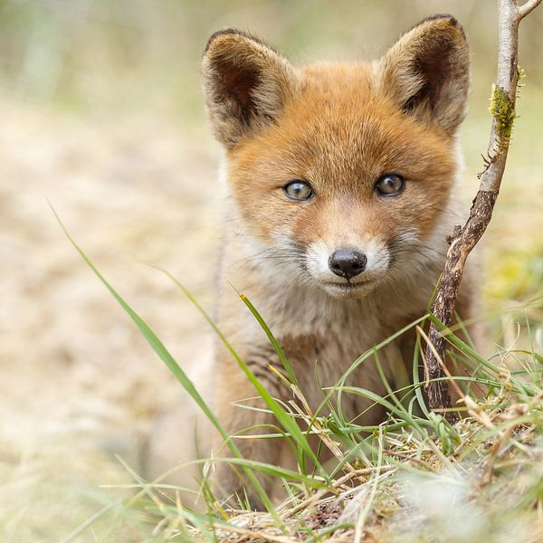Red fox cub by Menno Schaefer