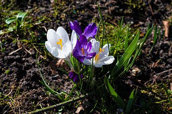 Purple and white crocus (crocus) plants in the park