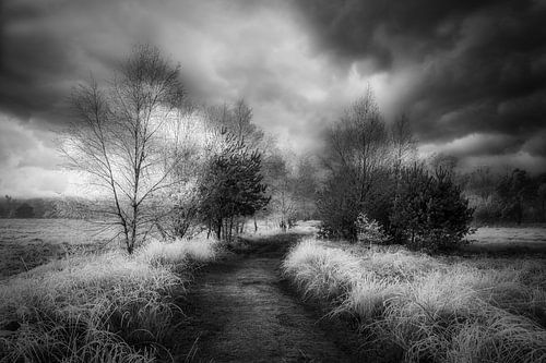 Een bevroren morgen in de natuur
