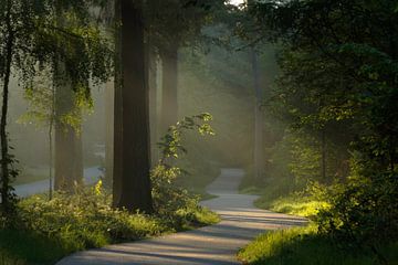 Ochtendlicht in het Speulderbos van Emiel van den Boomen