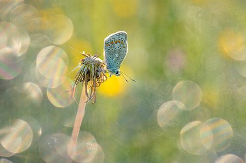 Icarusblauwtje tussen bokeh