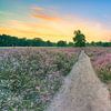Evening mood in the blooming heath by Michael Valjak