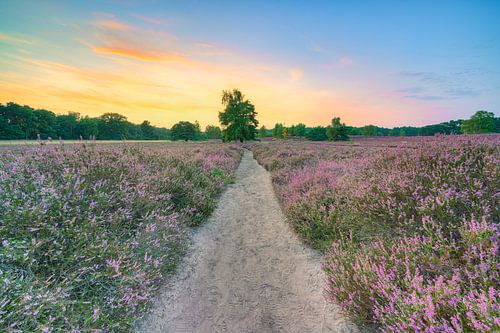 Evening mood in the blooming heath by Michael Valjak
