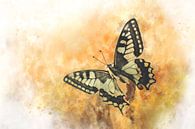 Butterfly 12 by Silvia Creemers thumbnail