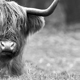 Schotse Hooglander, Scottish Highlander, Rund, Cow, cattle, Schottischer Hochländer, zoogdier, hoorn van Maartje van Tilborg