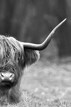 Schotse Hooglander, Scottish Highlander, Rund, Cow, cattle, Schottischer Hochländer, zoogdier, hoorn van Maartje van Tilborg