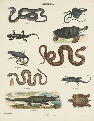 Amphibien, Ernst Fröhlich, ca. 1820 - 1843