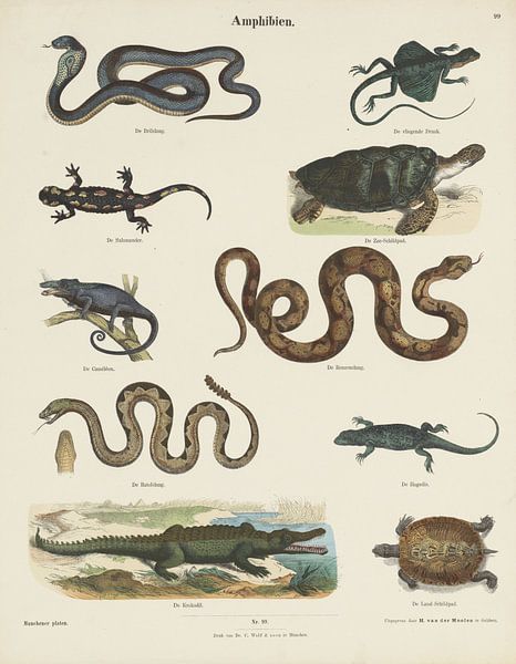 Amphibien, Ernst Fröhlich, um 1820 - 1843 von Vintage en botanische Prenten