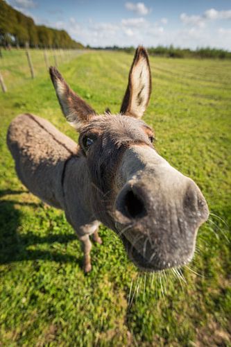 Neugieriger Esel "Pleun" bei Landerij de Park