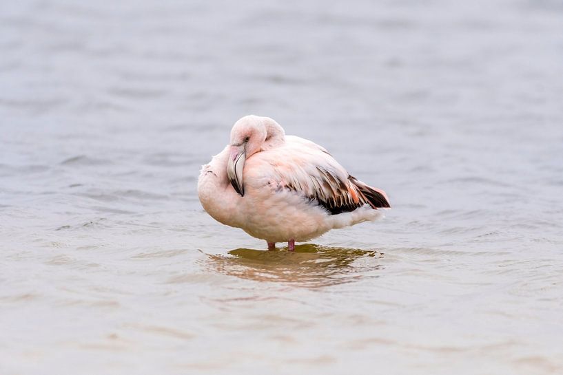 Verdwaalde flamingo in Zeewolde van Merijn Loch