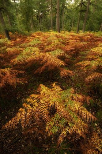 Herfstbos