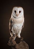 Barn owl