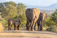 Elefantenfamilie Roadtrip im Krüger Nationalpark von Dennis Eckert Miniaturansicht