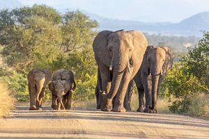 Olifanten familie roadtrip in Kruger National Park van Dennis Eckert