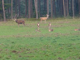 Herten, Zwijnen sur Gijs van Veldhuizen