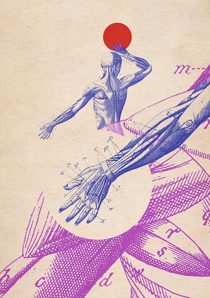 Backwork: Muscles of the Past by Layered Walls