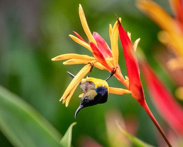 Der asiatische Kolibri wird ein Brusthungersauger genannt