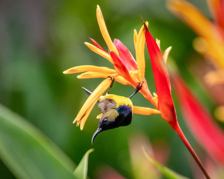 De Aziatische Kolibri heet een Honingzuiger van Marlies Gerritsen Photography