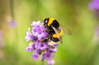 Biene in Lavendel von Tom Klerks Miniaturansicht
