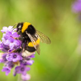 Biene in Lavendel von Tom Klerks