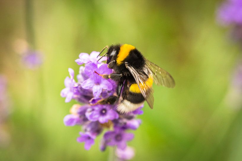 Biene in Lavendel von Tom Klerks