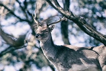 Deer in blue light by Janine Bekker Photography