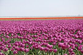 Tulips to the horizon by Spijks PhotoGraphics