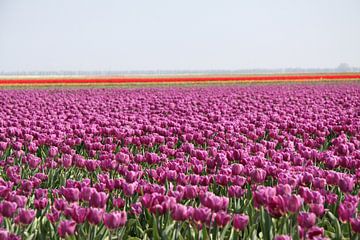 Tulpen tot aan de horizon van Spijks PhotoGraphics