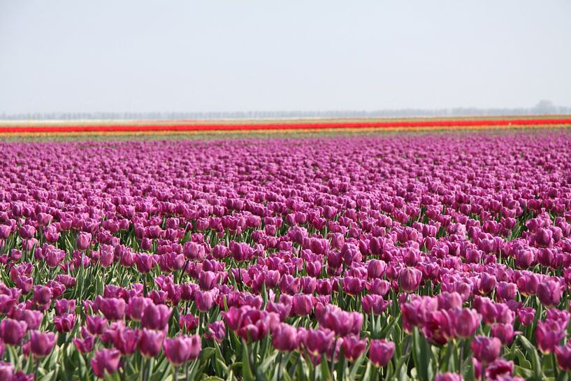 Tulpen bis zum Horizont von Spijks PhotoGraphics