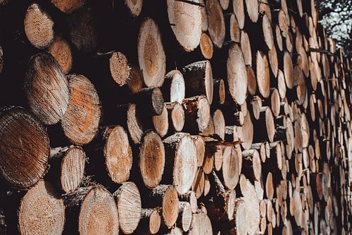 Gestapelte Stämme