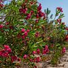 Lauriers-roses en fleurs sur la plage avec chemin de sable Corse île de France sur Animaflora PicsStock