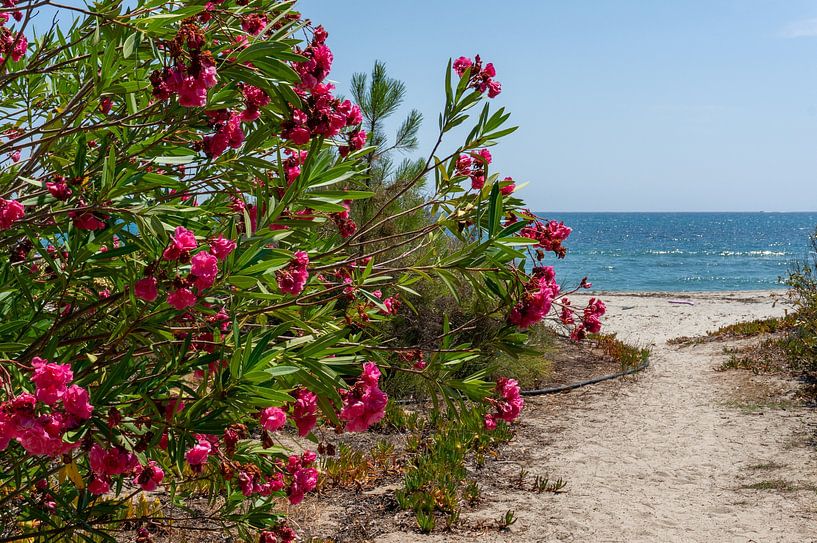 Lauriers-roses en fleurs sur la plage avec chemin de sable Corse île de France par Animaflora PicsStock